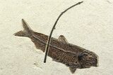 Detailed Fossil Fish (Knightia) with Twig - Large For Species #356756-1